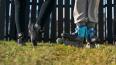 barnaútvarpið mynd