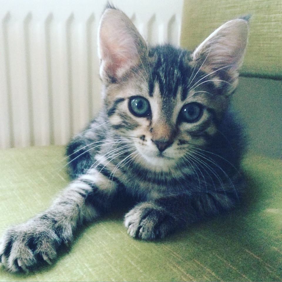 Jákup á í Vangamyndini Kringvarp Føroya