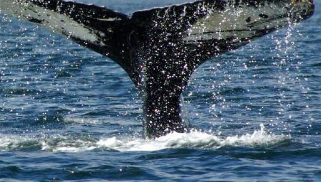 Hvalur við Falklandsoyggjarnar