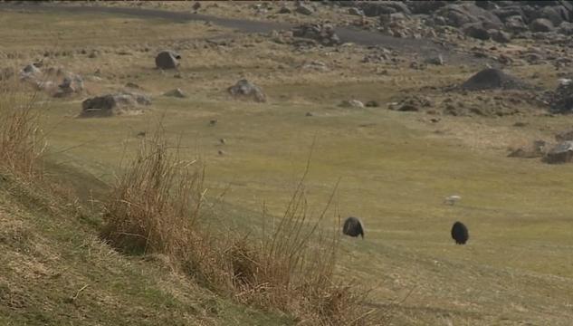 landbúnaður, seyðahald, seyðir, seyður, landsjørð, kongsjørð, jørð, jarðarhald, ridluskriði