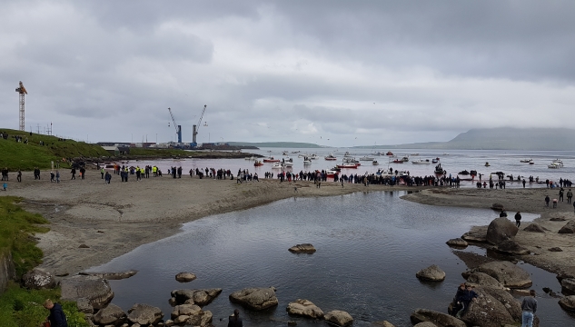 grind, grindadráp, Sandágerð, Sandágerði, hvalvág (16.06.2017)