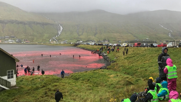 Springarar í Hvalvík