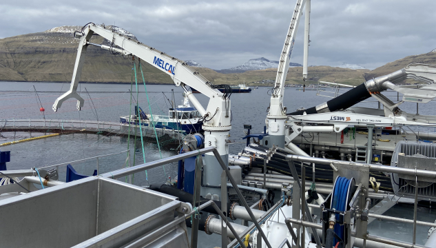 Alibrúk, laksalýs og seiðalýs