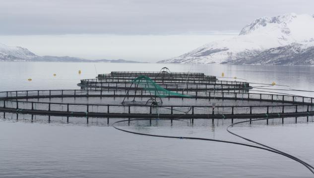 alivinna, aling, Noreg, laksur, Velfjorden, Brønnøy