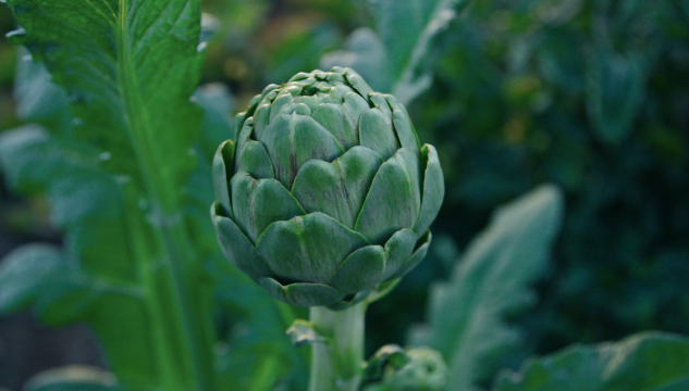 Artiskokkur Spískamarið Veltan 