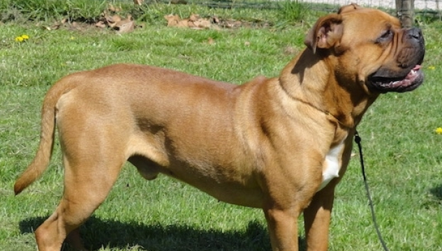 Olde English Bulldogge, hundur, hundaslag