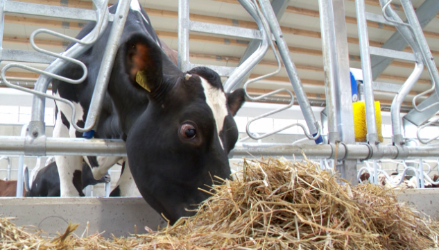 cow.png