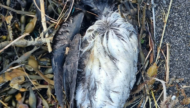 Deyður lundi, lundi