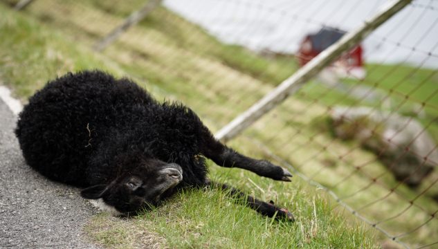 seyður yvirkoyrdur, yvirkoyrt smálamb, seyður, seyðahald, lomb, yvirkoyrt lamb, 