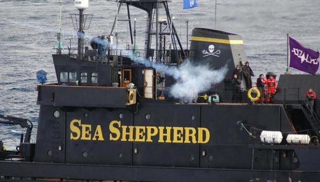 sea shepherd