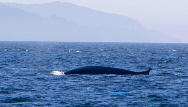 nebbafiskur fin whale