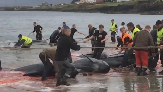 Sea Shepherd, Grind á Sandi