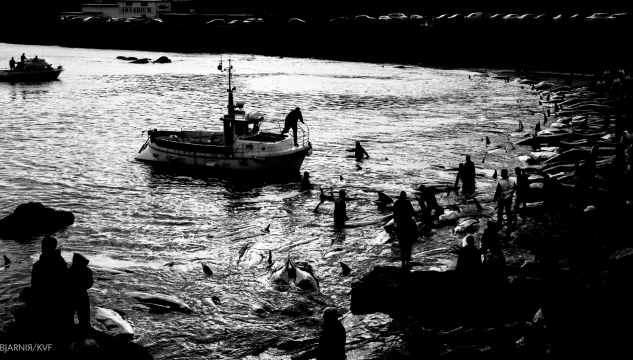 grind, grindadráp, BjarniR