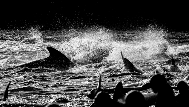 grind, grindadráp, grindaboð (mynd: BjarniR)