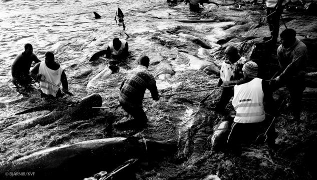 grind, grindadráp, grindaboð (mynd: BjarniR)