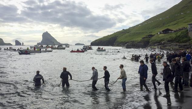 Grindadráp, grindadráp í Bø 24072015, grind, Sea Shepherd