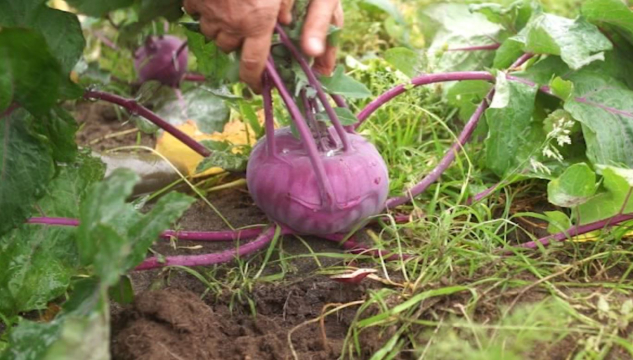 føroyskt grønmeti Sandur