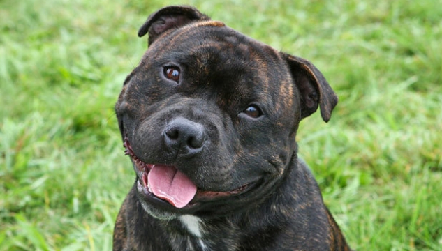 Hundur, Staffordshire Bull Terrier 