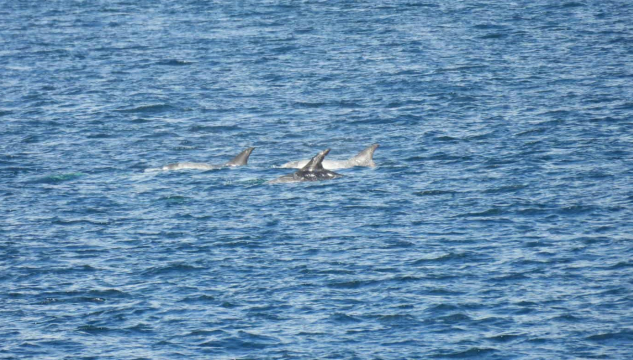 Hvessingur ella springari