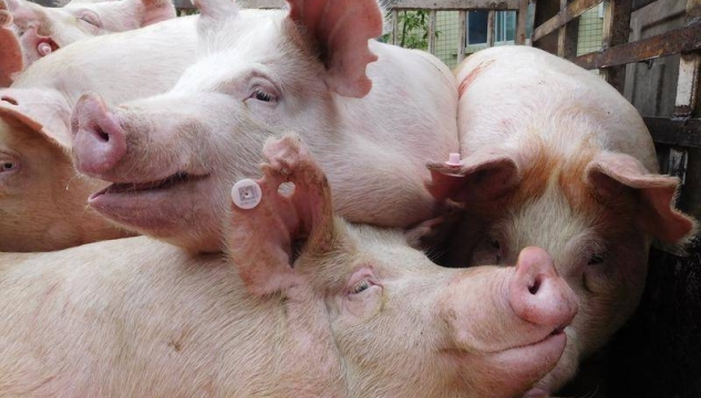 grísur, grísar, Kina