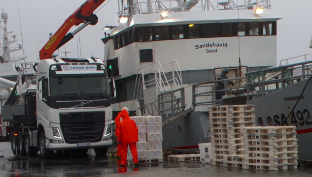 Sandshavið, línuskip