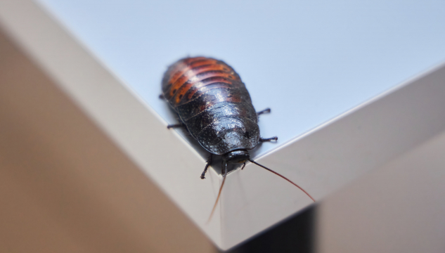 Kakkulakkur, Kakkulakkar, Kakkelakker, Kakkelakkar