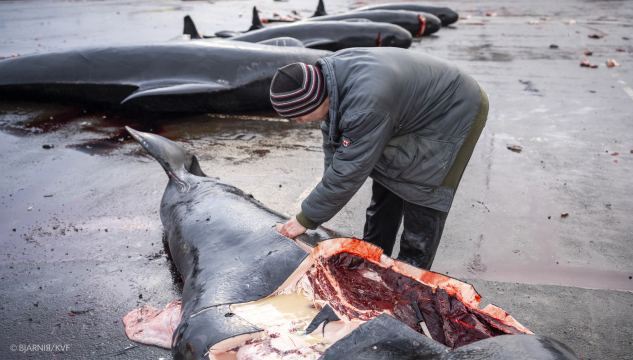 grind, grindadráp, skera upp grind, 16:9