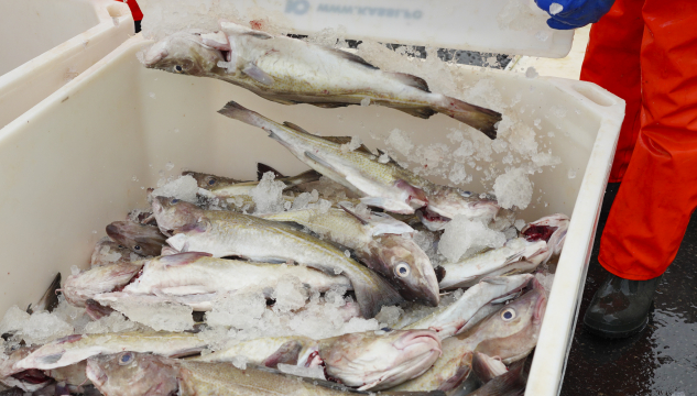 fiskur, fiskalandingar, avreiðingar