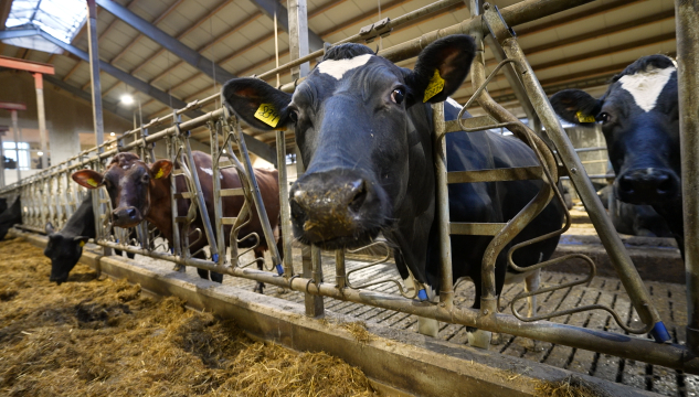 Neyt, Varmakeldugarðurin í Gøtudali