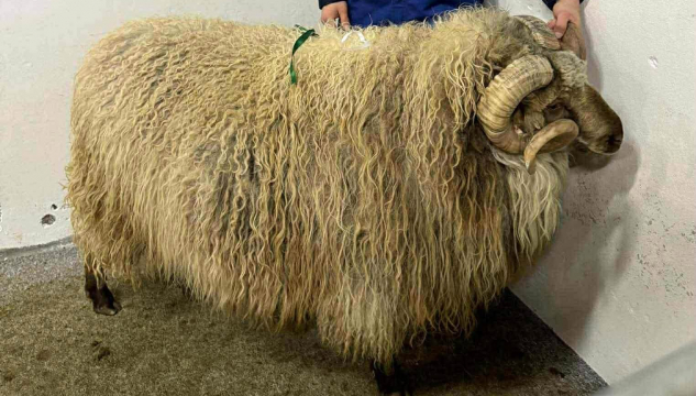 Veðrur - 147 pund