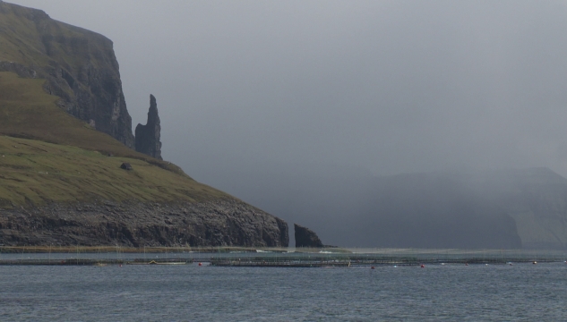 aling, alivinna, laksur, Luna, Hiddenfjord, Hidden Fjord, aliringar