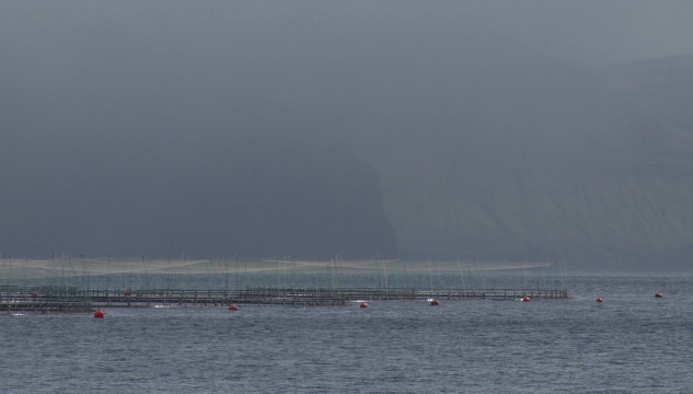 aling, alivinna, laksur, Luna, Hiddenfjord, Hidden Fjord, aliringar