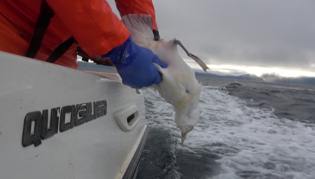 Nátaveiða, havhestaveiða, náti, havhestaungi