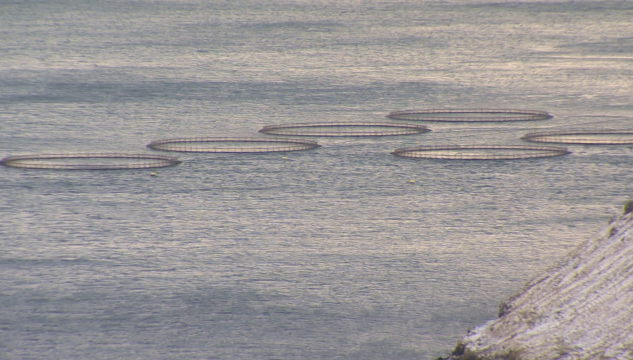 Lambavík, aliringar á Lambavík, Bakkafrost á Lambavík