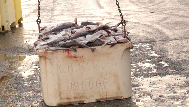 Fiskur, útróðrarfiskur