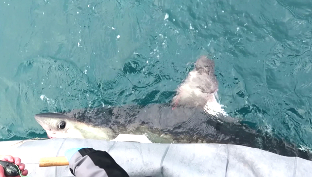 Hemari, kanna hemara