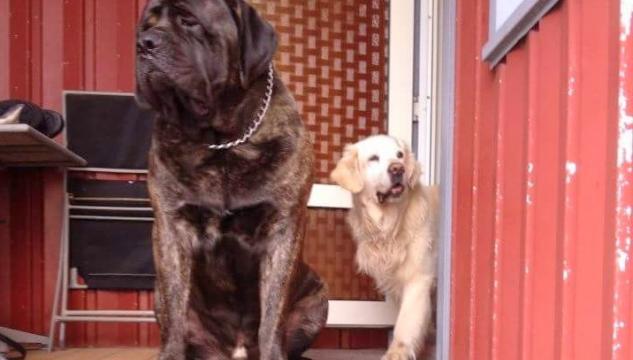 zia_-_mastiff.jpg