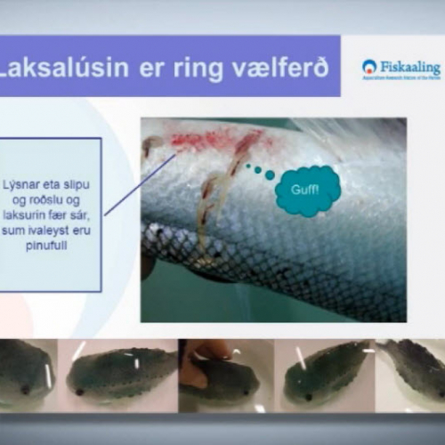 Speki: Rognkelsi sum reinsifiskur
